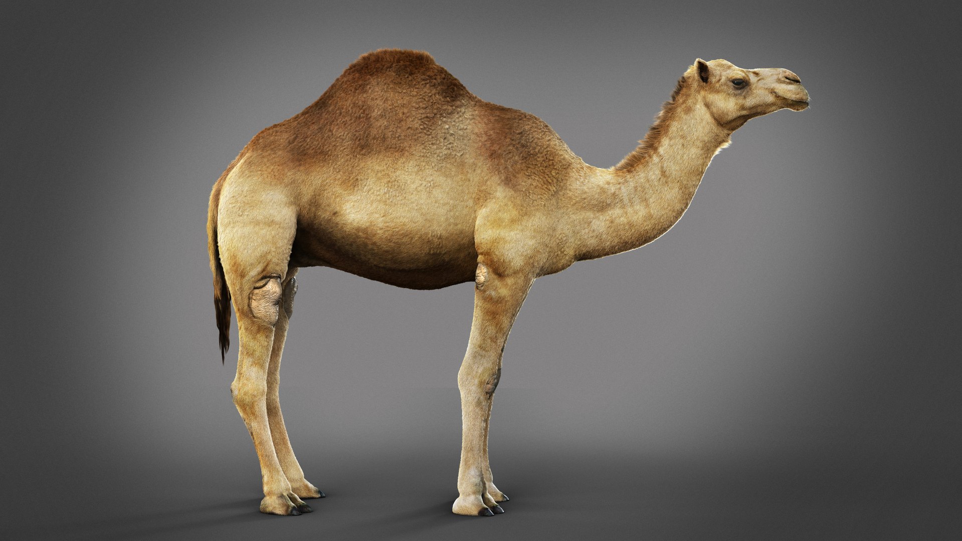 3D model Dromedary Static Xgen-core https://p.turbosquid.com/ts-thumb/AJ/U9j4kX/vv/01/jpg/1740452321/1920x1080/fit_q87/9f20a3c4d3c853bda1a6e4c2ab2612ac296cd288/01.jpg