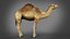 Dromedary 静态 Xgen-core