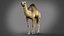 Dromedary 静态 Xgen-core