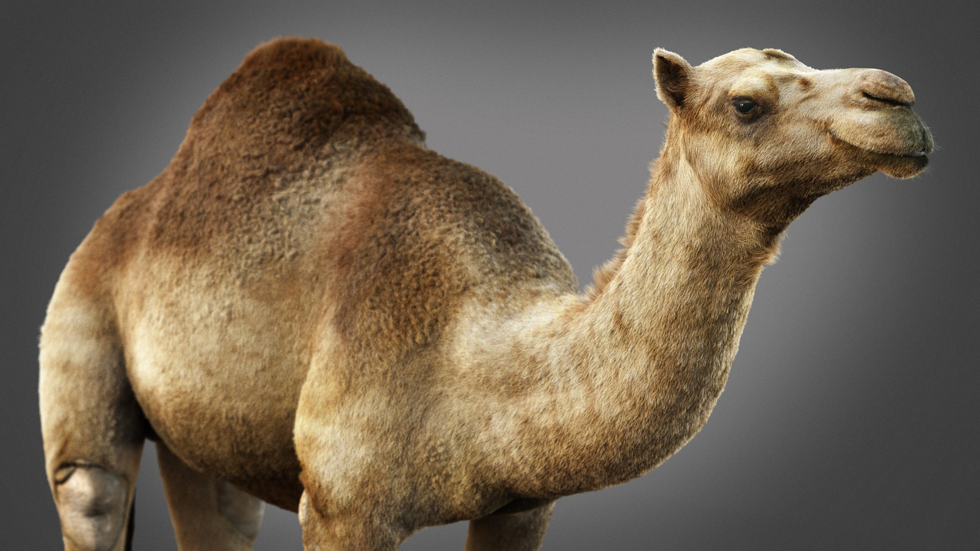 3D model Dromedary Static Xgen-core https://p.turbosquid.com/ts-thumb/AJ/U9j4kX/wo/03/jpg/1740452321/1920x1080/fit_q87/a4237bbb89e3a918b8ab621a9c2791b8b737a3fb/03.jpg