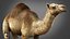 Dromedary 静态 Xgen-core