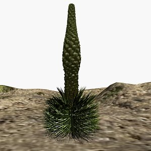 3D Puya raimondii