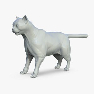 Cat British Short Hair 3D model