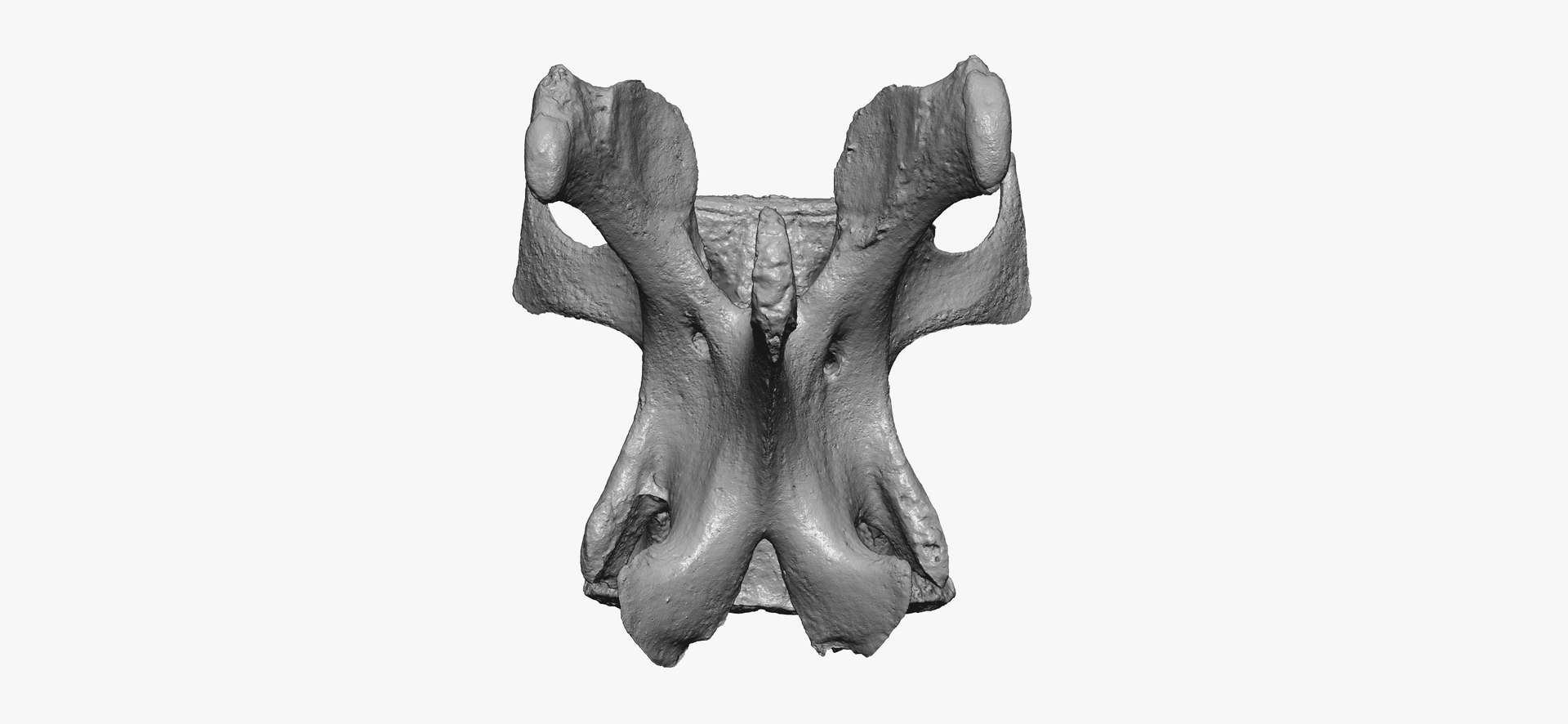 Kangaroo (Macropus) Lumber Vertebrae L3 RAW Scan model https://p.turbosquid.com/ts-thumb/AJ/oxasCu/TL/kangaroo_macropus_lumber_vertebrae_l3_thumbnail_08/jpg/1637939728/1920x1080/fit_q87/53c77576d2c14a685d2f6c82041dd888ee7423ee/kangaroo_macropus_lumber_vertebrae_l3_thumbnail_08.jpg