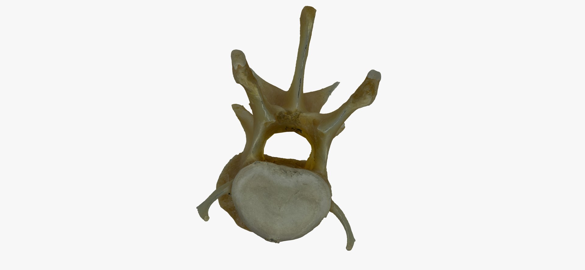 Kangaroo (Macropus) Lumber Vertebrae L3 RAW Scan model https://p.turbosquid.com/ts-thumb/AJ/oxasCu/cf/kangaroo_macropus_lumber_vertebrae_l3_thumbnail_04/jpg/1637939710/1920x1080/fit_q87/0c4a62193c06556a47b67366eb781bb30c5394a7/kangaroo_macropus_lumber_vertebrae_l3_thumbnail_04.jpg