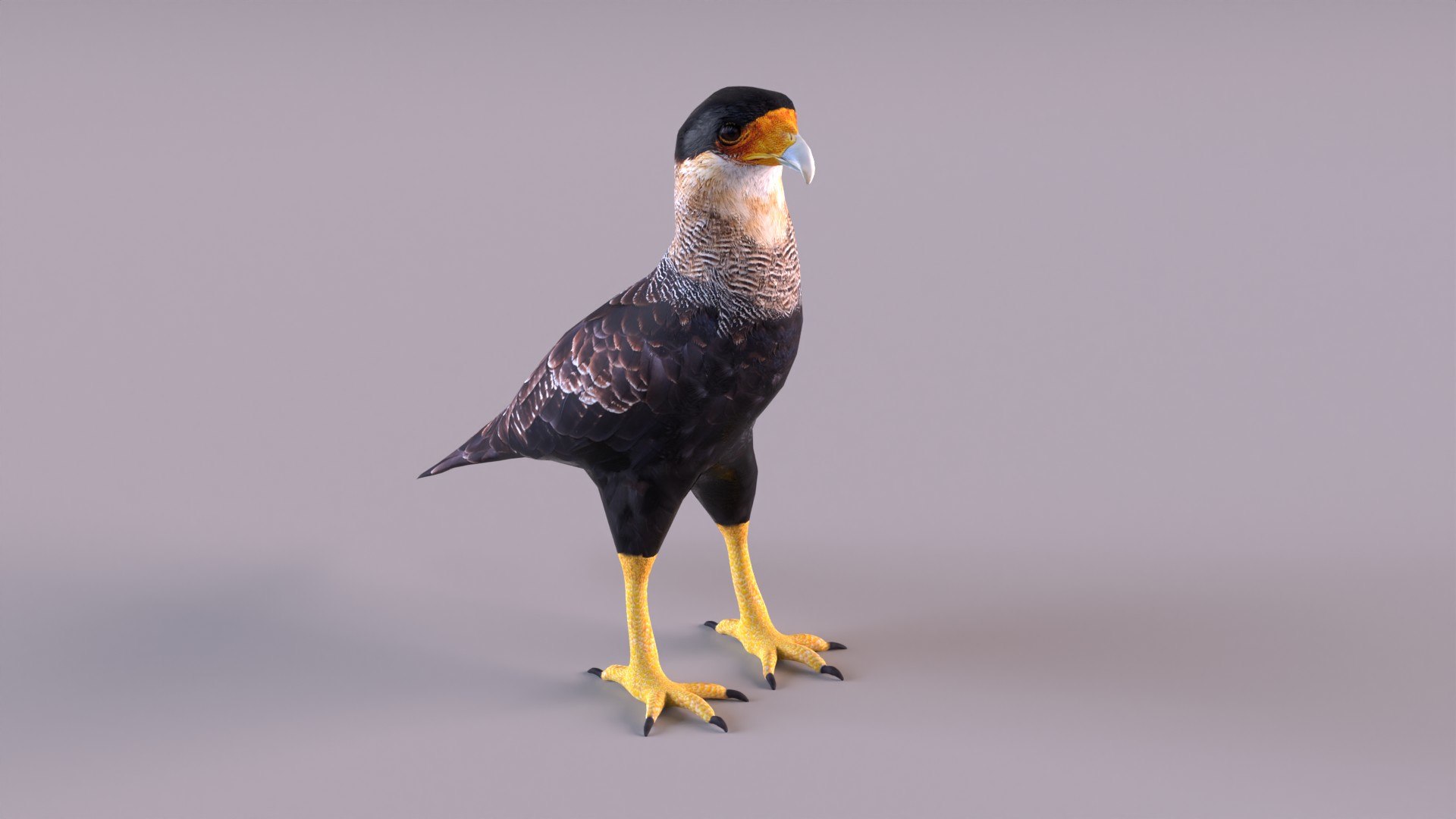 caracara crested 3D model https://p.turbosquid.com/ts-thumb/AJ/sdpmlp/1T/caracara_0012/jpg/1650304771/1920x1080/fit_q87/13e1a5e72e424b1dd1d73e174d8b9df215ae0c41/caracara_0012.jpg