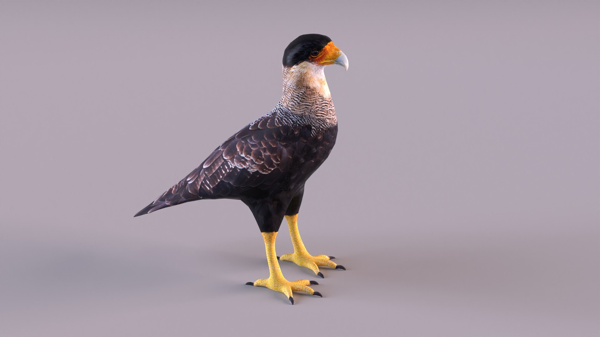 caracara crested 3D model https://p.turbosquid.com/ts-thumb/AJ/sdpmlp/3H/caracara_0002/jpg/1650304773/1920x1080/fit_q87/ec6ad0e4aba648c59a587a91966bfc6042d2e18e/caracara_0002.jpg