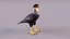 Caracara Con Cresta