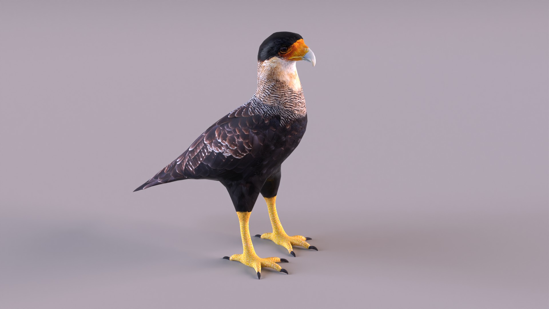 caracara crested 3D model https://p.turbosquid.com/ts-thumb/AJ/sdpmlp/58/caracara/jpg/1650304827/1920x1080/turn_fit_q99/95480ad9f7e59beb1d8b44dfc4920415624bfb23/caracara-1.jpg