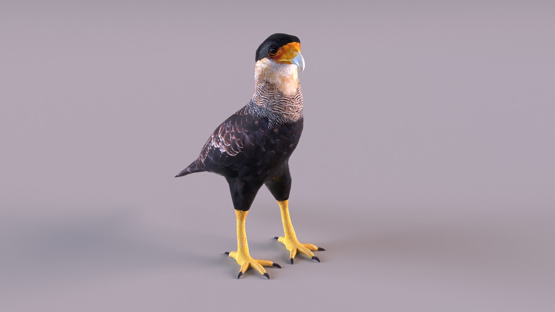 caracara crested 3D model https://p.turbosquid.com/ts-thumb/AJ/sdpmlp/5B/caracara_0011/jpg/1650304771/1920x1080/fit_q87/2a17b88a362b6a11a15635df47aedd67fe8083fd/caracara_0011.jpg