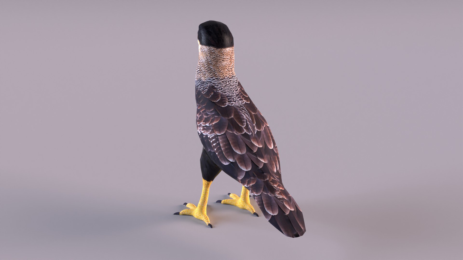 caracara crested 3D model https://p.turbosquid.com/ts-thumb/AJ/sdpmlp/BQ/caracara_0006/jpg/1650304774/1920x1080/fit_q87/87372a60ac878c1b4fdd59c7681670b2acbb6c80/caracara_0006.jpg