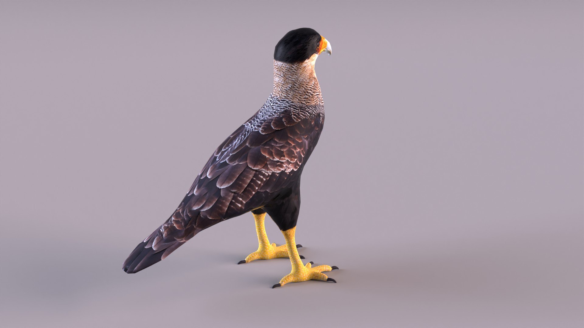 caracara crested 3D model https://p.turbosquid.com/ts-thumb/AJ/sdpmlp/K4/caracara_0004/jpg/1650304773/1920x1080/fit_q87/0119cf36a32a714d2f85b85ec35d7ede22331790/caracara_0004.jpg