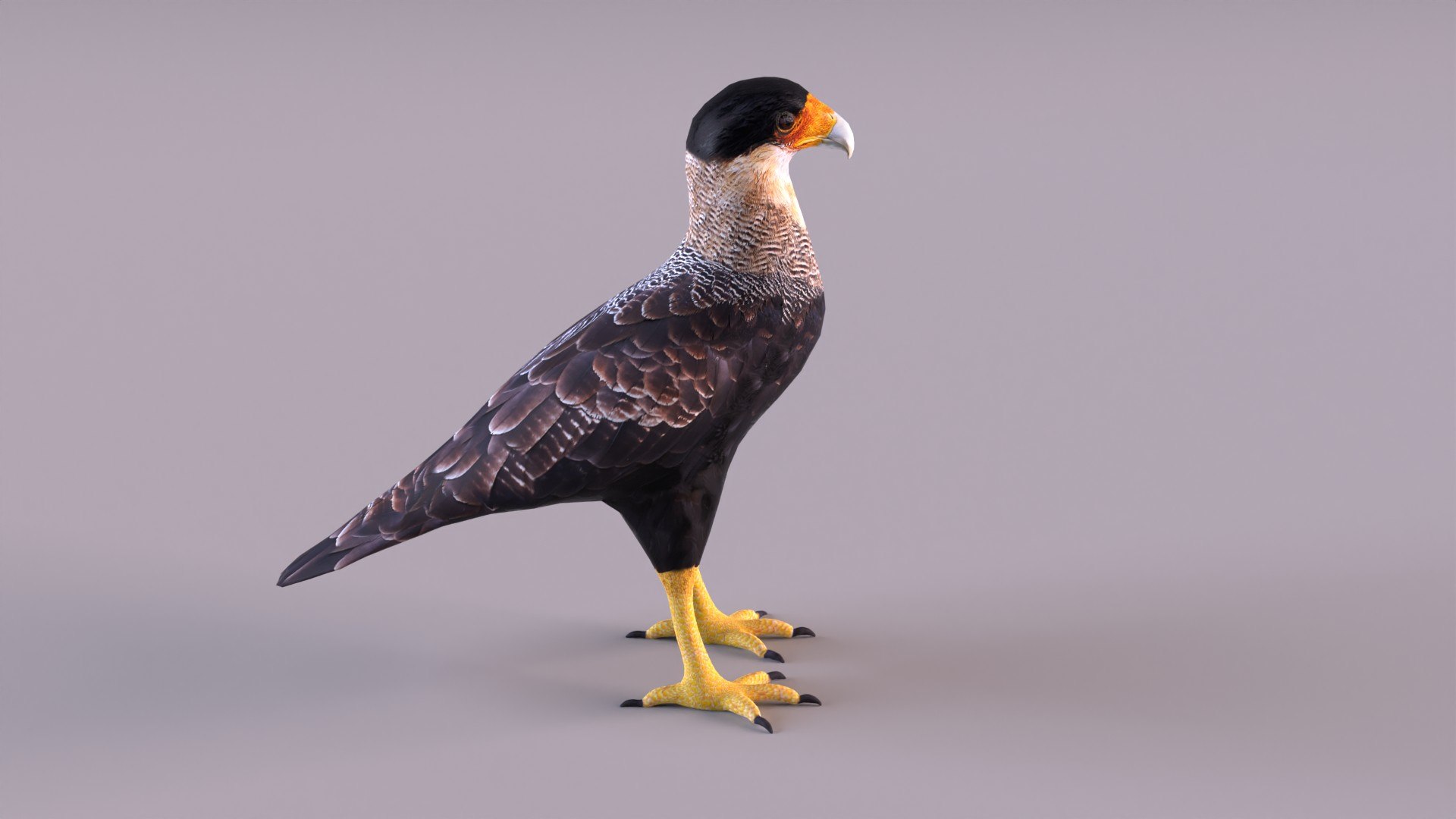 caracara crested 3D model https://p.turbosquid.com/ts-thumb/AJ/sdpmlp/MN/caracara_0003/jpg/1650304773/1920x1080/fit_q87/3b522d9ccbdb3fa1af5711162d3bc9df8b524cc3/caracara_0003.jpg