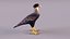 Caracara Con Cresta