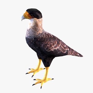 Crested Caracara
