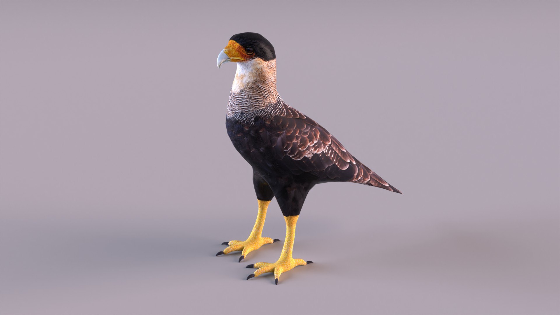 caracara crested 3D model https://p.turbosquid.com/ts-thumb/AJ/sdpmlp/OA/caracara_0008/jpg/1650304775/1920x1080/fit_q87/0d21a3d03b68df20f6ae338065574454b3b9006b/caracara_0008.jpg