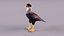 Caracara Con Cresta