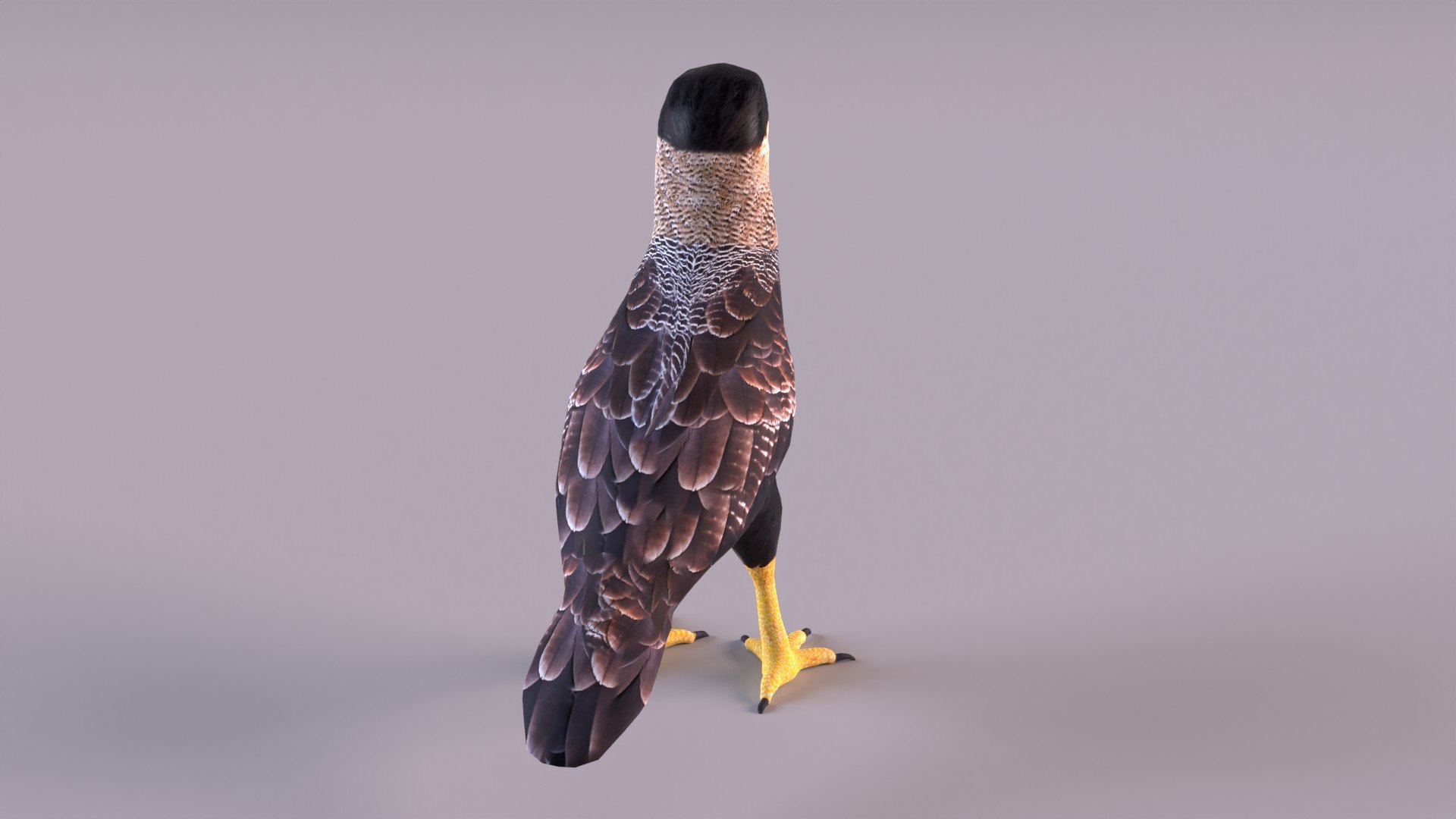 caracara crested 3D model https://p.turbosquid.com/ts-thumb/AJ/sdpmlp/Rs/caracara_0005/jpg/1650304773/1920x1080/fit_q87/8a3a0152409aaf4597f186594adde57e13e5a92d/caracara_0005.jpg