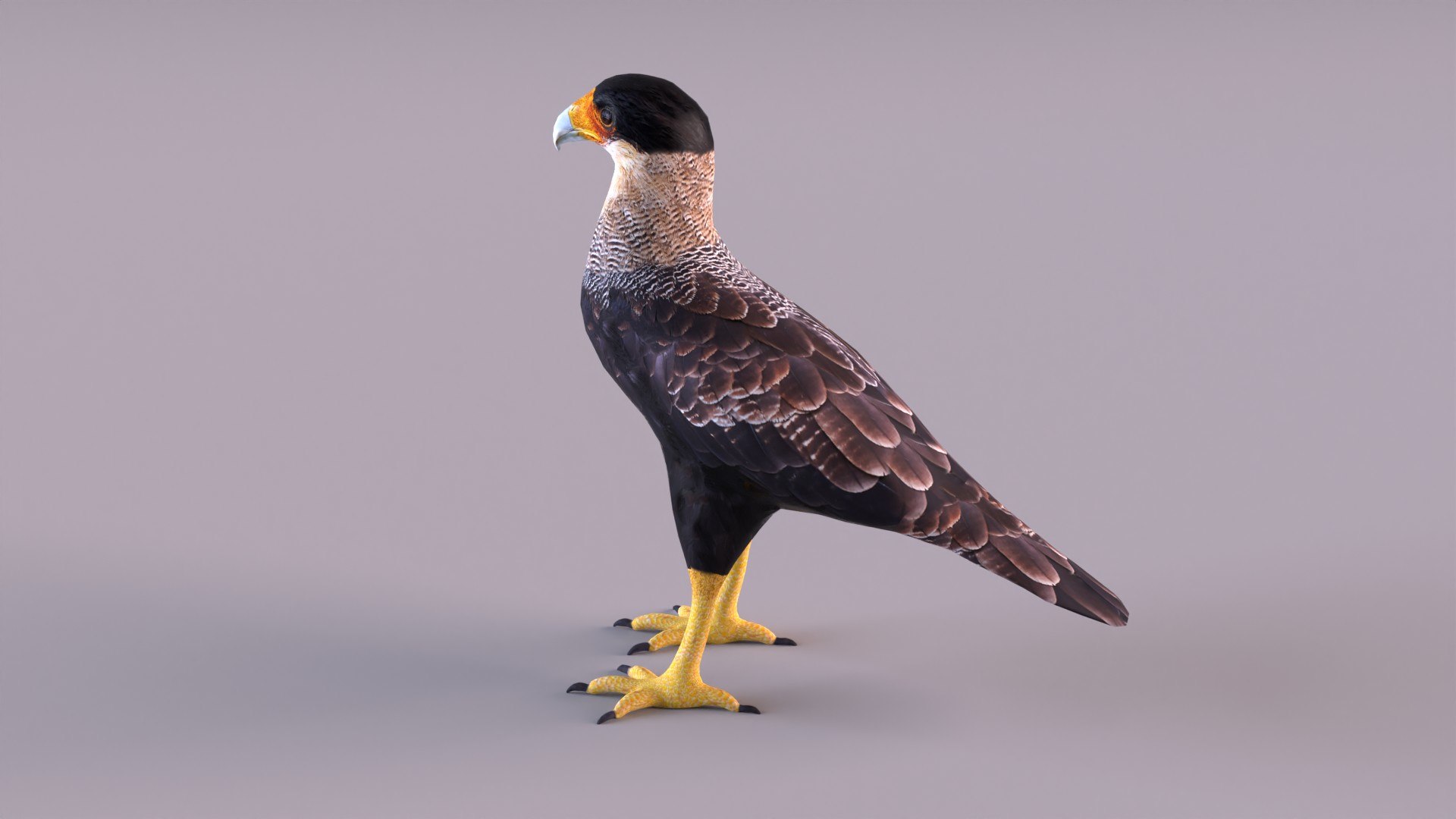 caracara crested 3D model https://p.turbosquid.com/ts-thumb/AJ/sdpmlp/WT/caracara_0007/jpg/1650304774/1920x1080/fit_q87/3aececf30d72be21ec9fee690450a82eeb21e2cb/caracara_0007.jpg