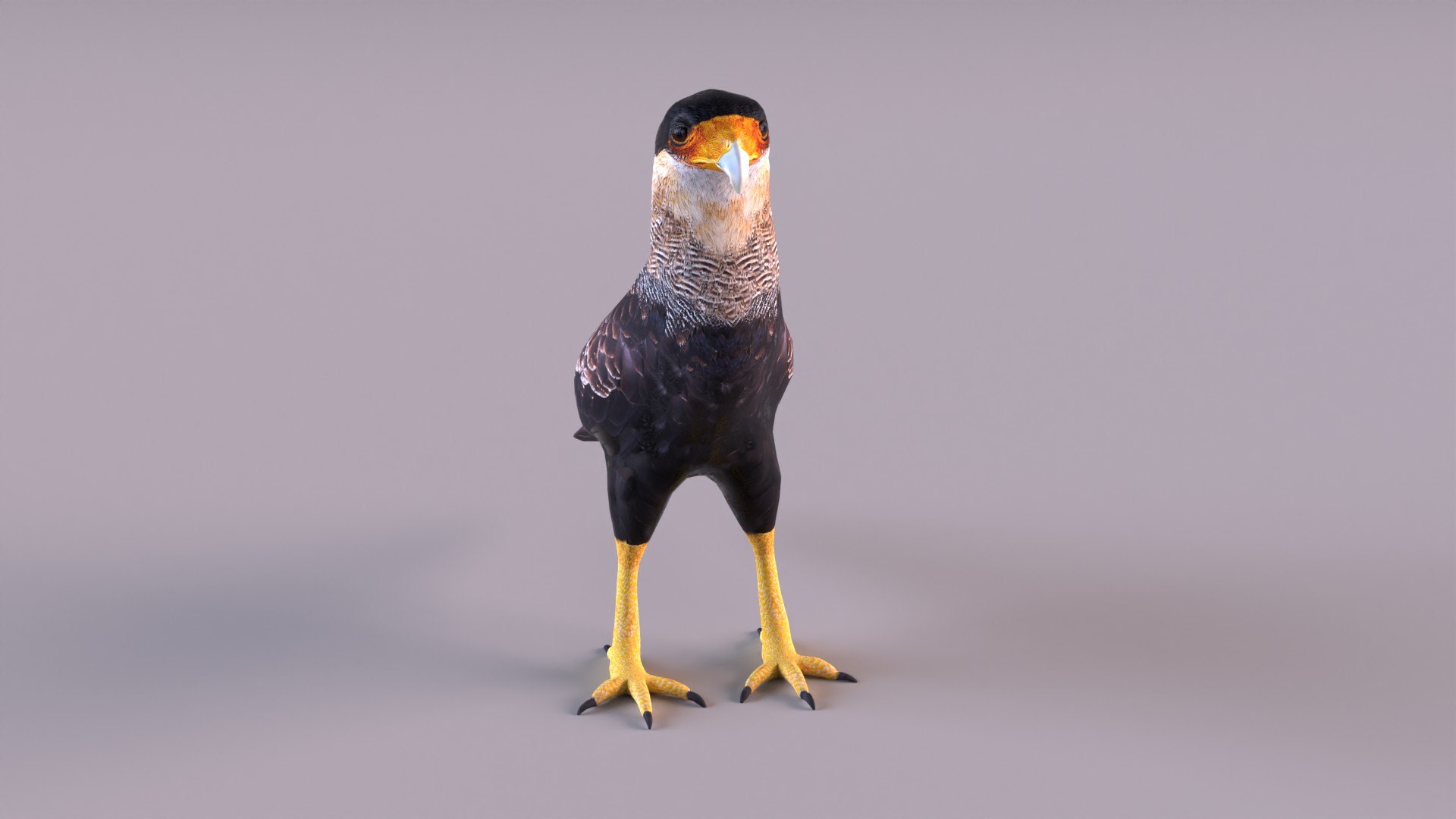 caracara crested 3D model https://p.turbosquid.com/ts-thumb/AJ/sdpmlp/nk/caracara_0010/jpg/1650304771/1920x1080/fit_q87/fd2acc743963f63ff166cc9160c05d4802c5ac40/caracara_0010.jpg