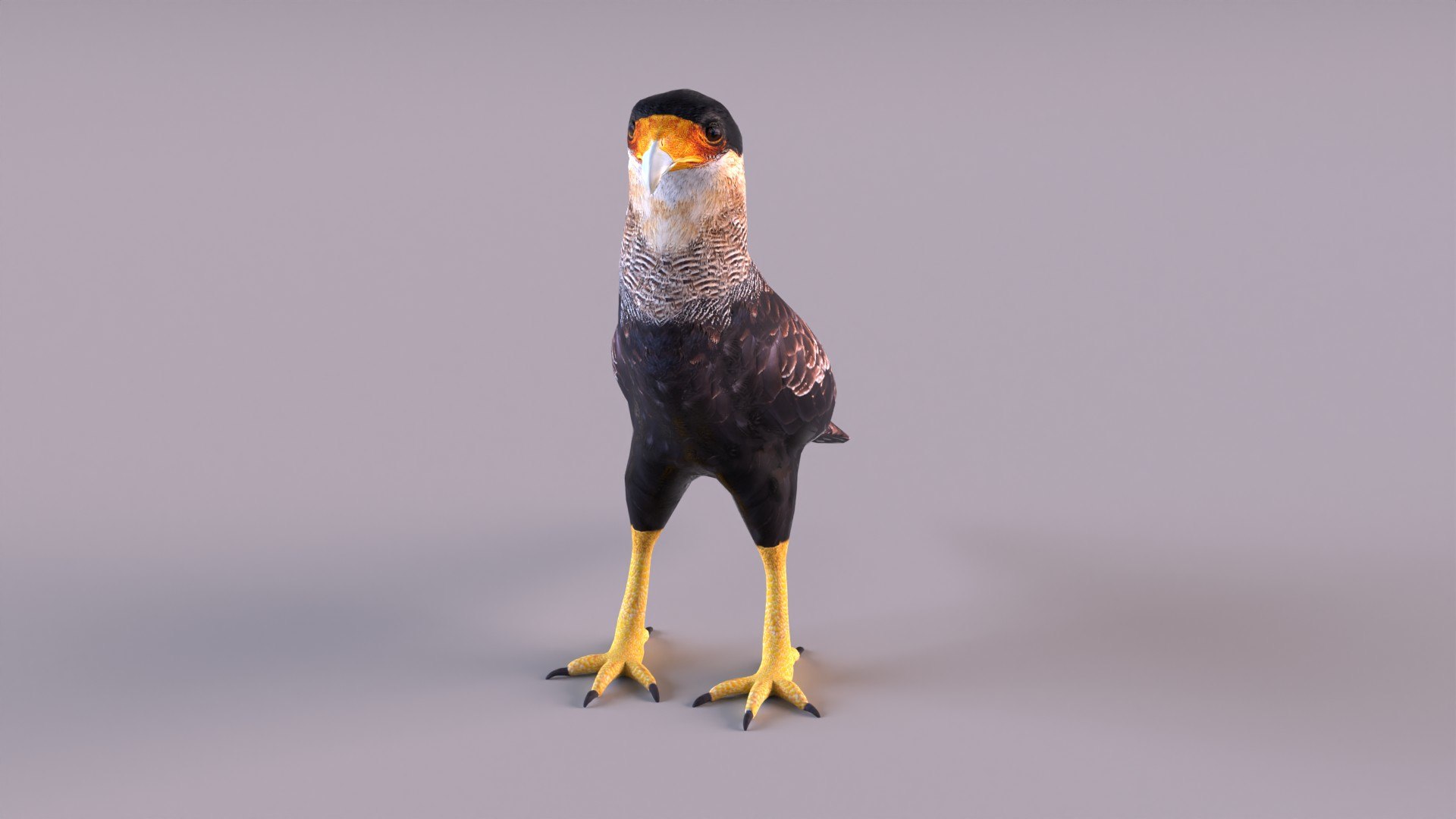 caracara crested 3D model https://p.turbosquid.com/ts-thumb/AJ/sdpmlp/pQ/caracara_0009/jpg/1650304771/1920x1080/fit_q87/6c7b1b72630a89c184bdcd2f2c78a85ce6ba80e3/caracara_0009.jpg