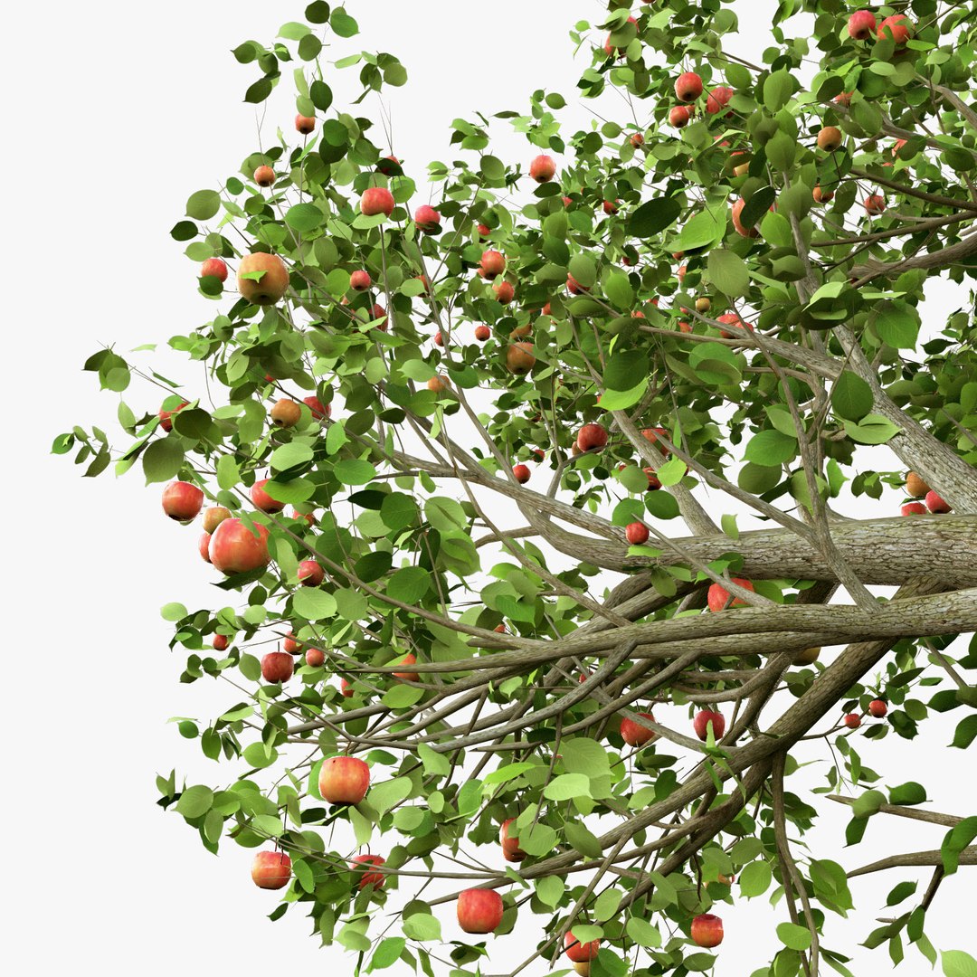 Tree apple model - TurboSquid 1156084