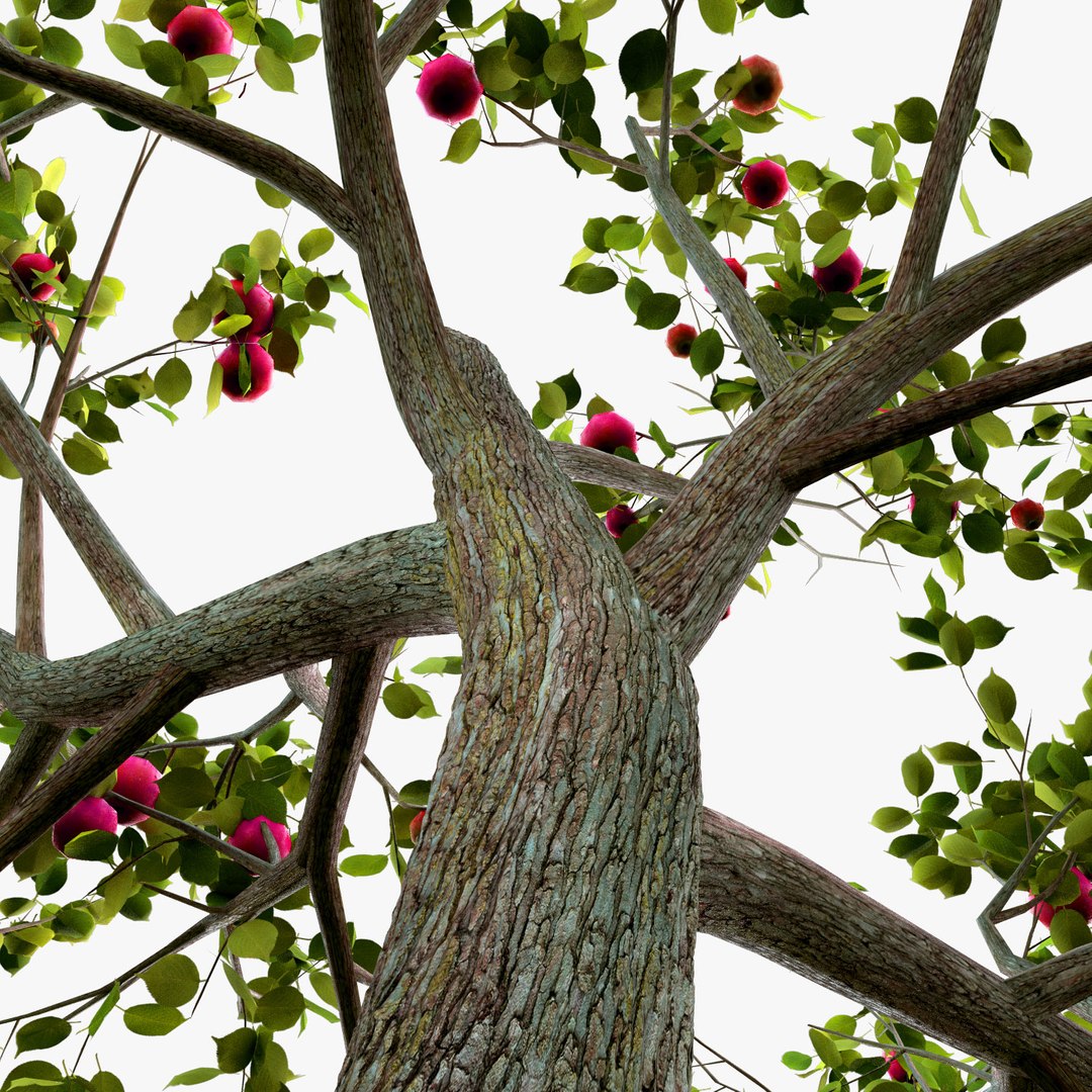 Tree apple model - TurboSquid 1156084