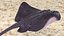 Gray Stingray Floating on the Bottom