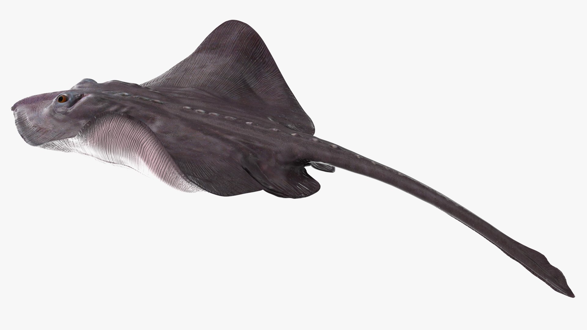 3D Gray Stingray Floating on the Bottom https://p.turbosquid.com/ts-thumb/AJ/zblW3X/OR/graystingrayfloatingonthebottomvray3dmodel008/jpg/1723652191/1920x1080/fit_q87/5e1d954af54be4bdd963366bbb1f7c760ace2d3f/graystingrayfloatingonthebottomvray3dmodel008.jpg