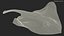Gray Stingray Floating on the Bottom