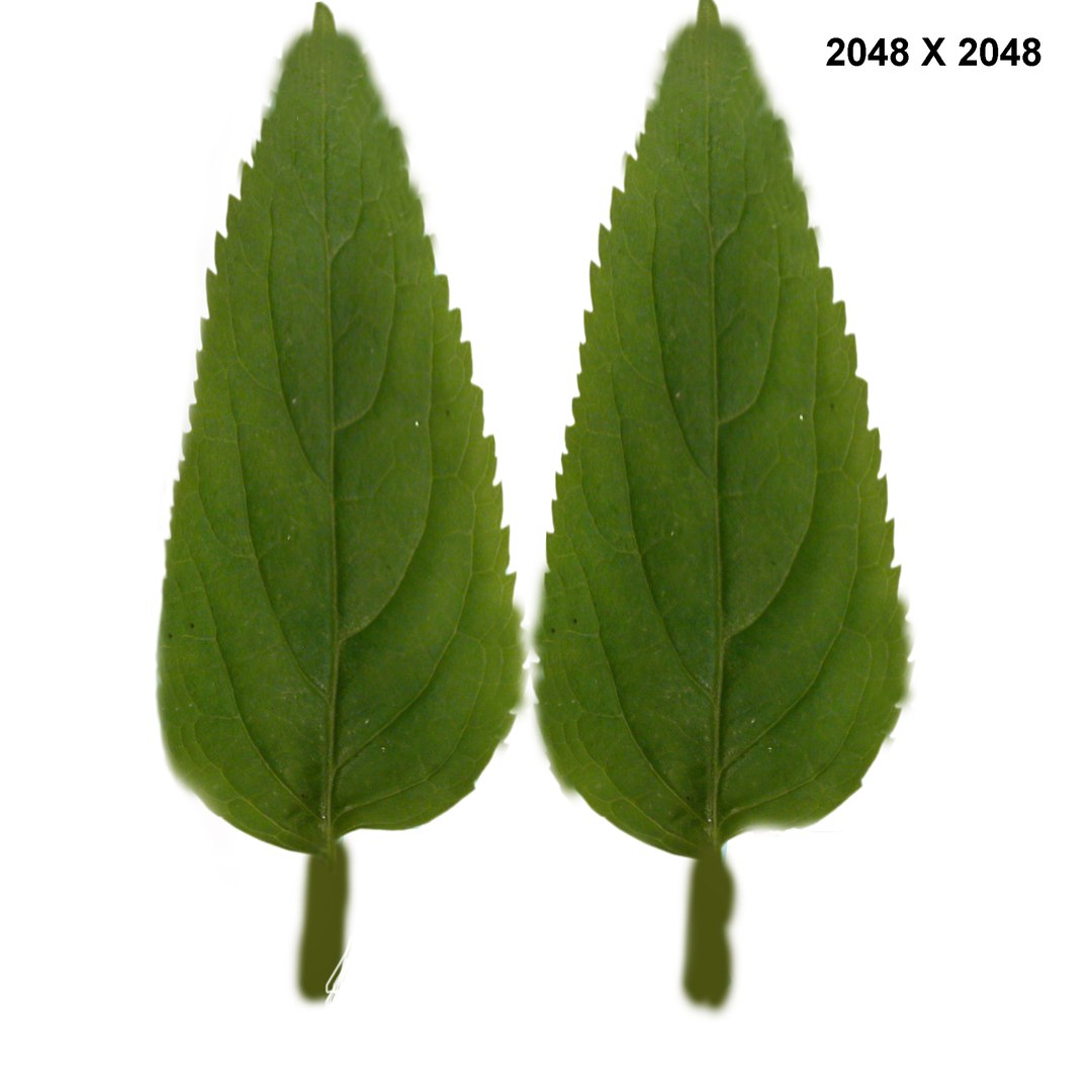 3d Leaf Plant Leaves