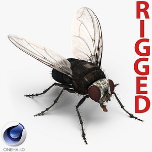 c4d fly rigged