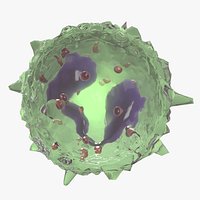 Eosinophil