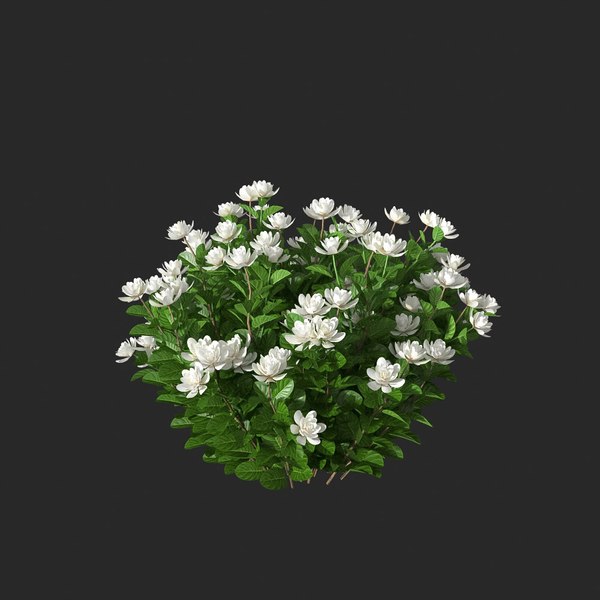 3d xfrogplants gardenia - gardenia jasminoides