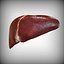 Human Liver