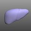 Human Liver