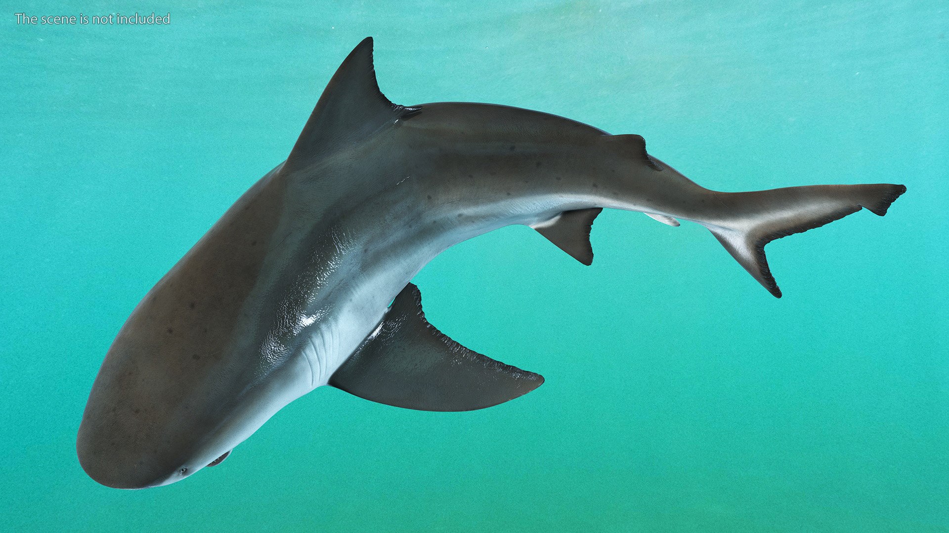 Carcharhinus Leucas Shark 3D https://p.turbosquid.com/ts-thumb/AK/MDjh5w/1F/carcharhinusleucassharkvray3dmodel007/jpg/1723080692/1920x1080/fit_q87/75203ebcb967d3f44ca86908b015a7ad38d58f17/carcharhinusleucassharkvray3dmodel007.jpg