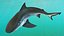 Carcharhinus Leucas Shark