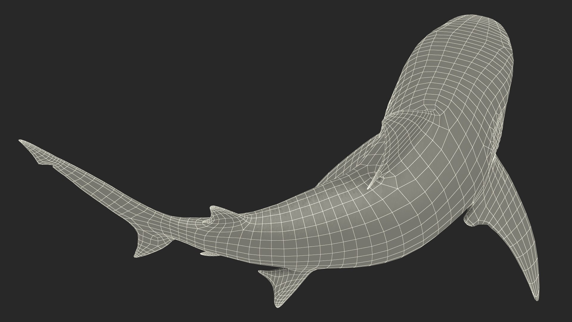 Carcharhinus Leucas Shark 3D https://p.turbosquid.com/ts-thumb/AK/MDjh5w/2M/carcharhinusleucassharkvray3dmodel023/jpg/1723080786/1920x1080/fit_q87/23b63176a92bfe93351ff5e3941f44a3b61c7a21/carcharhinusleucassharkvray3dmodel023.jpg