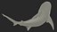 Carcharhinus Leucas Shark