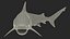 Carcharhinus Leucas Shark