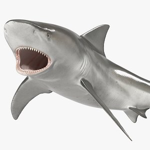 Carcharhinus Leucas Shark 3D