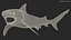 Carcharhinus Leucas Shark