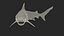 Carcharhinus Leucas Shark