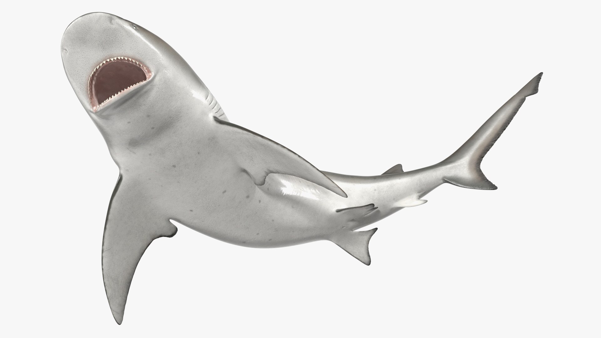 Carcharhinus Leucas Shark 3D https://p.turbosquid.com/ts-thumb/AK/MDjh5w/H0/carcharhinusleucassharkvray3dmodel013/jpg/1723080725/1920x1080/fit_q87/7e8866a27d007c04a90c9be3f031cda36f868200/carcharhinusleucassharkvray3dmodel013.jpg