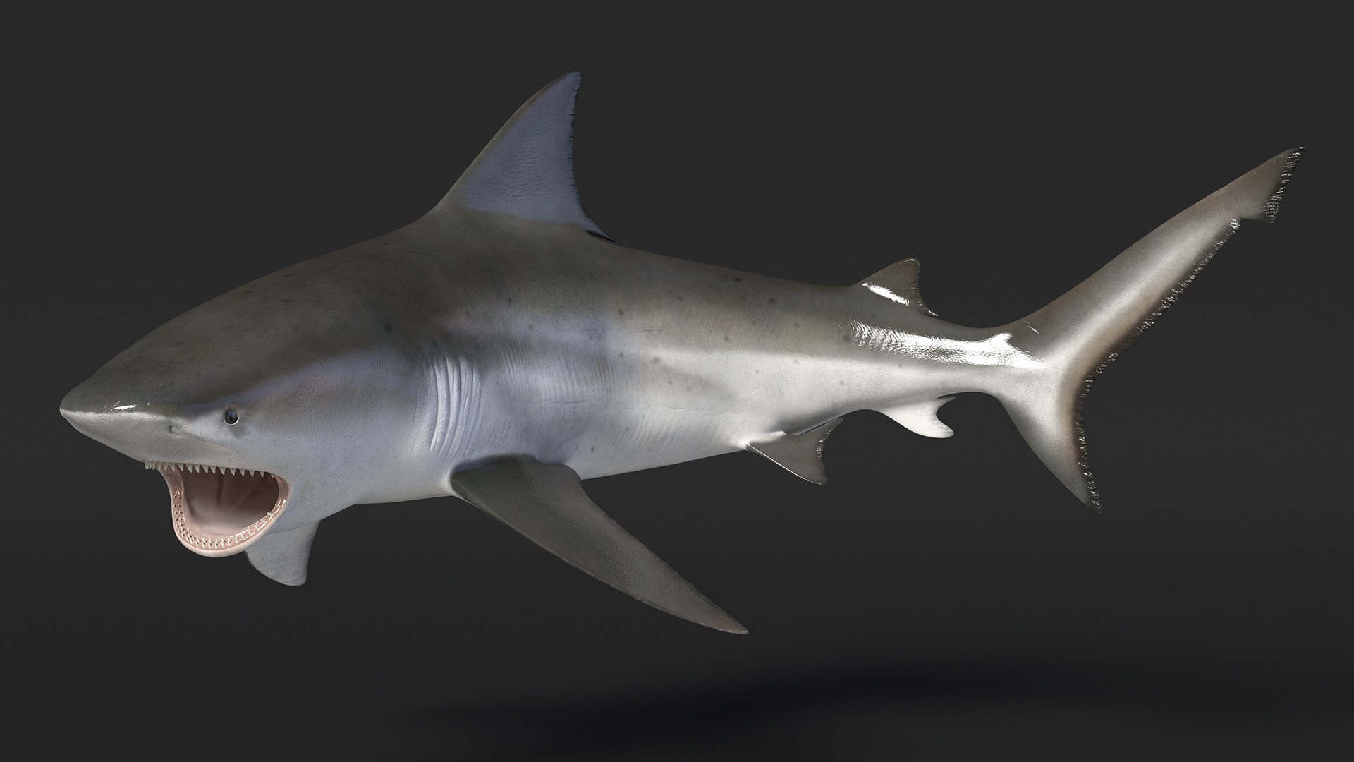 Carcharhinus Leucas Shark 3D https://p.turbosquid.com/ts-thumb/AK/MDjh5w/HU/carcharhinusleucassharkvray3dmodel009/jpg/1723080704/1920x1080/fit_q87/57e1234248a22f52e14bd0b485e7fbbc70087c20/carcharhinusleucassharkvray3dmodel009.jpg