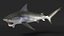 Carcharhinus Leucas Shark