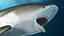 Carcharhinus Leucas Shark