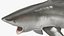 Carcharhinus Leucas Shark