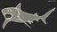 Carcharhinus Leucas Shark